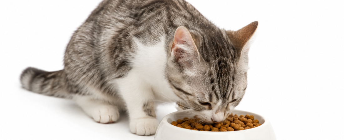 Best Cat Food Guide (2026): How to Choose the Right Food for Your Cat