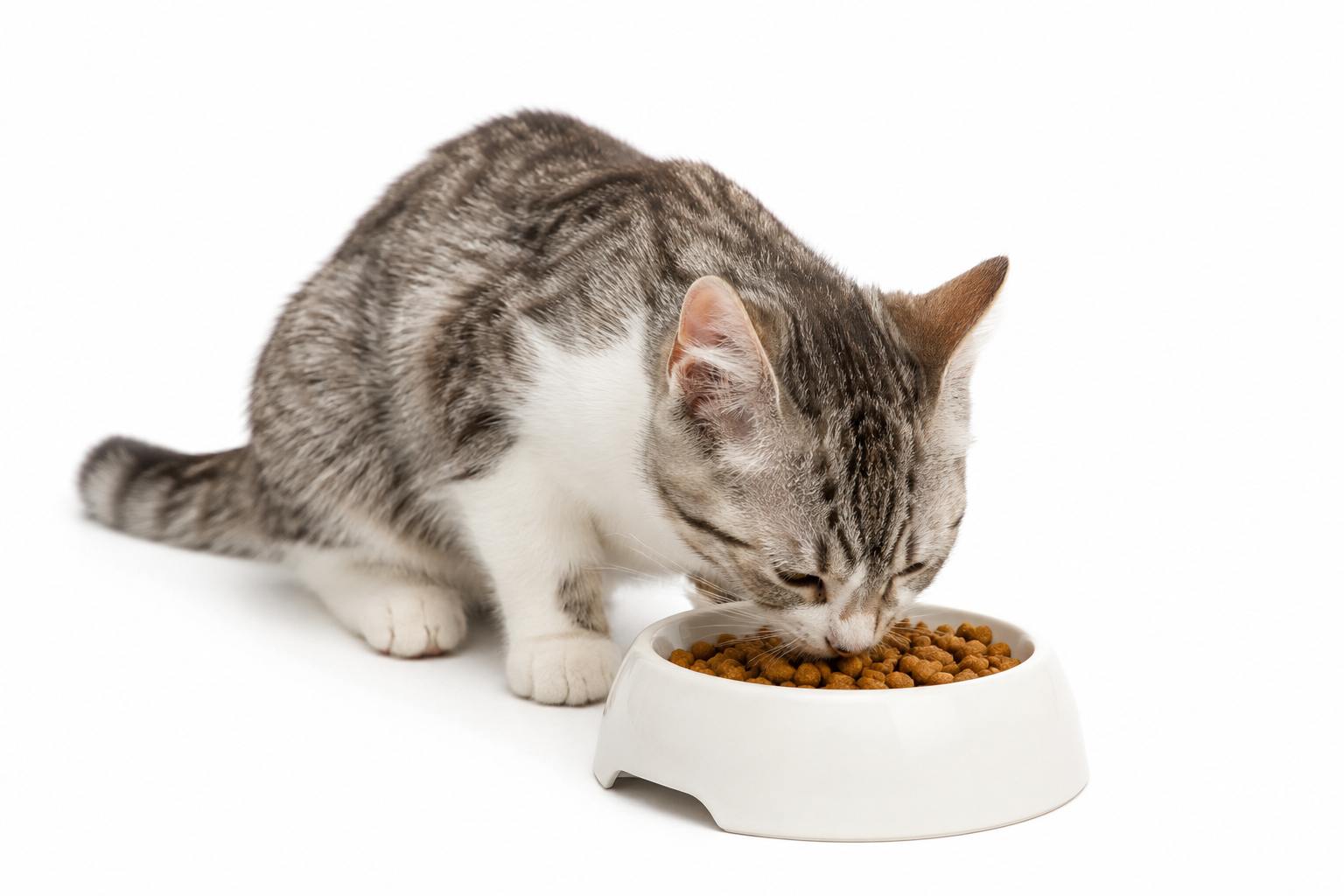 Best Cat Food Guide (2026): How to Choose the Right Food for Your Cat