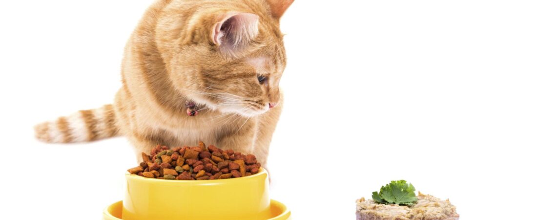 Wet Food vs Dry Food for Cats: Which Is Better for Your Cat in 2026?