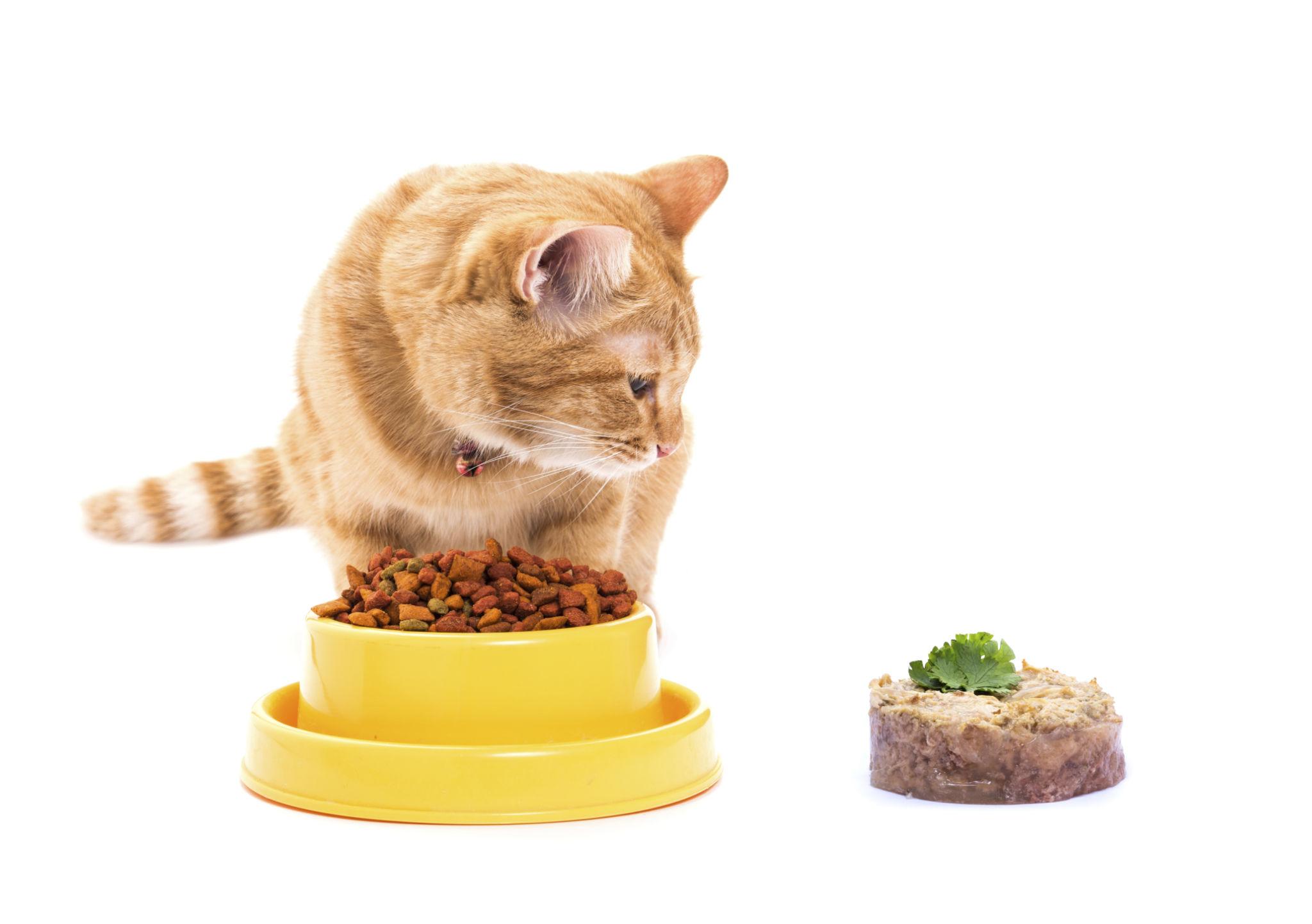 Wet Food vs Dry Food for Cats: Which Is Better for Your Cat in 2026?
