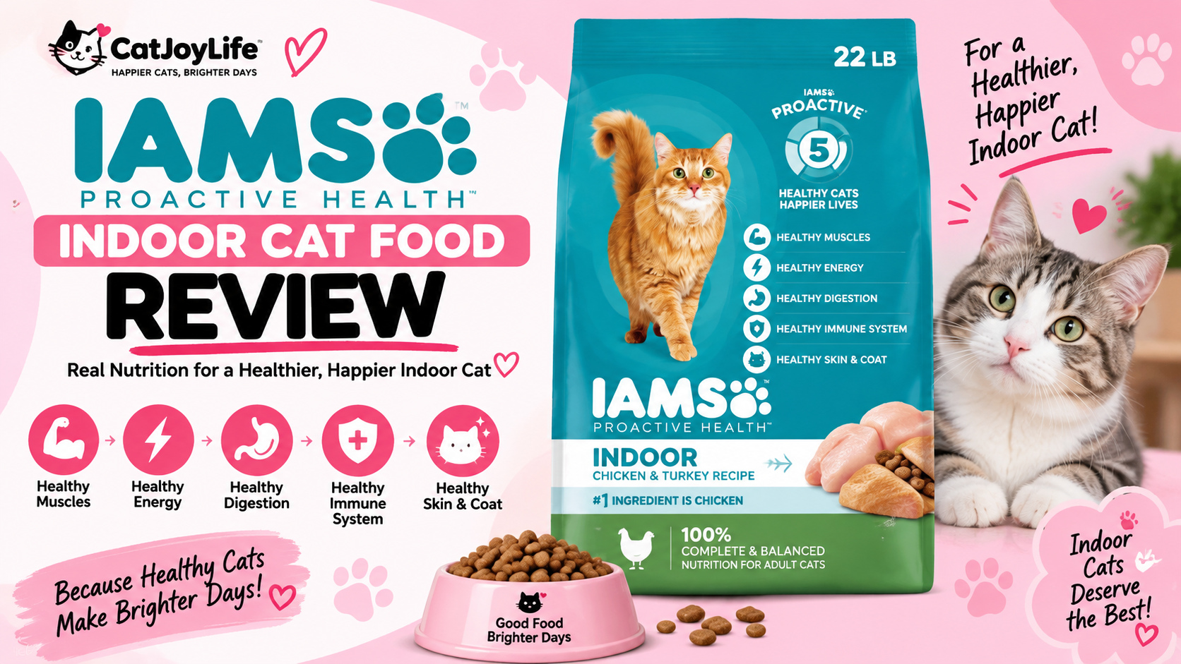 Is IAMS Proactive Health Indoor Cat Food Worth It?